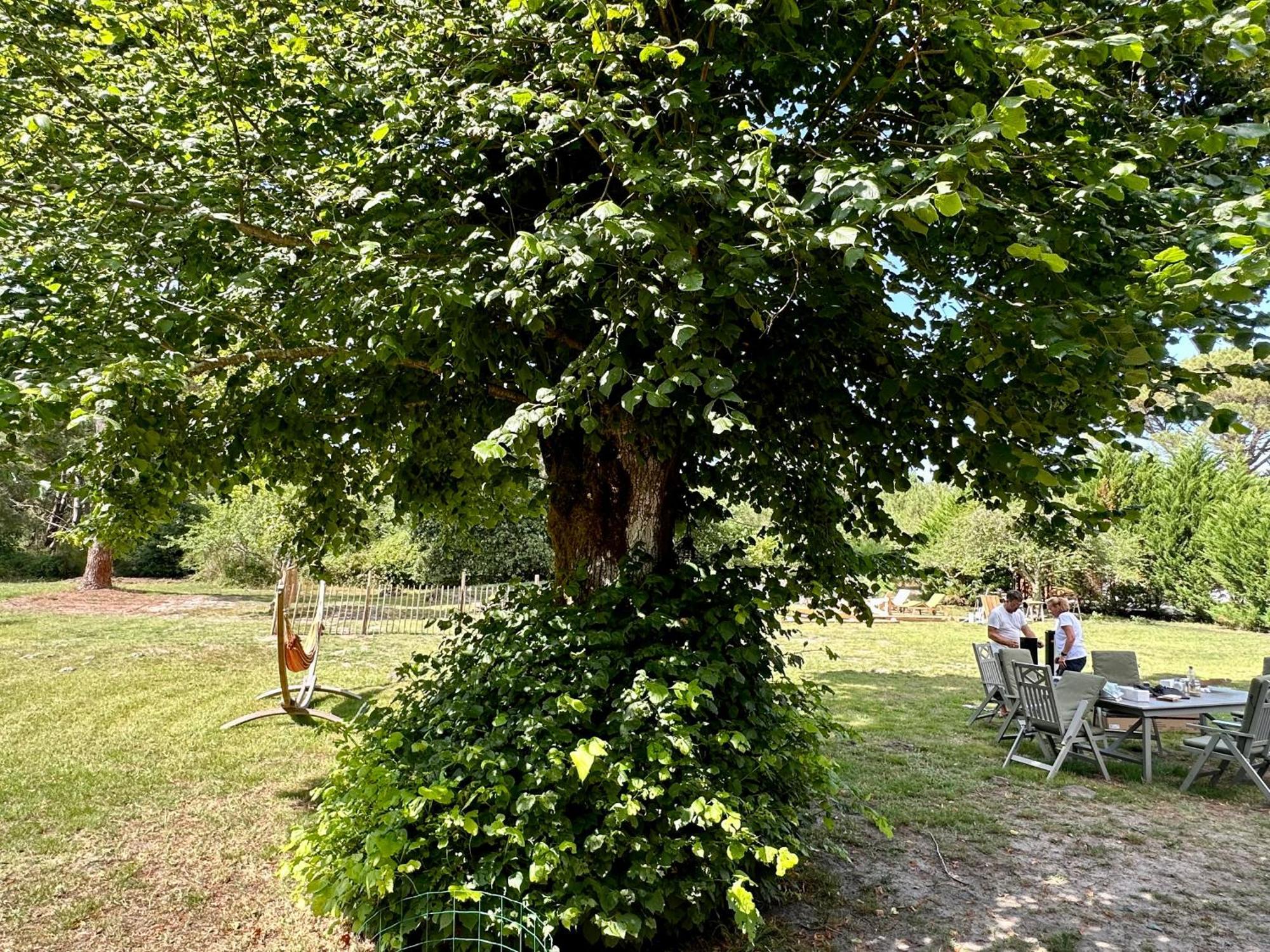 Maison Magnolia Onesse-et-Laharie Buitenkant foto